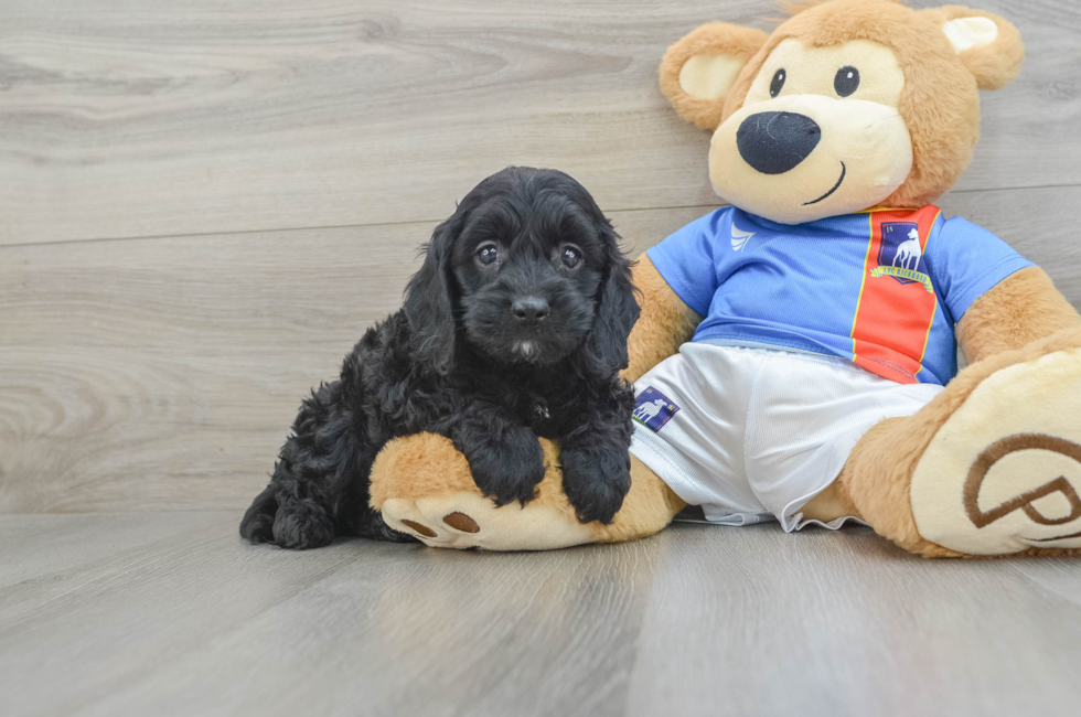 5 week old Cockapoo Puppy For Sale - Seaside Pups