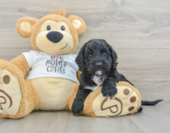 5 week old Cockapoo Puppy For Sale - Seaside Pups