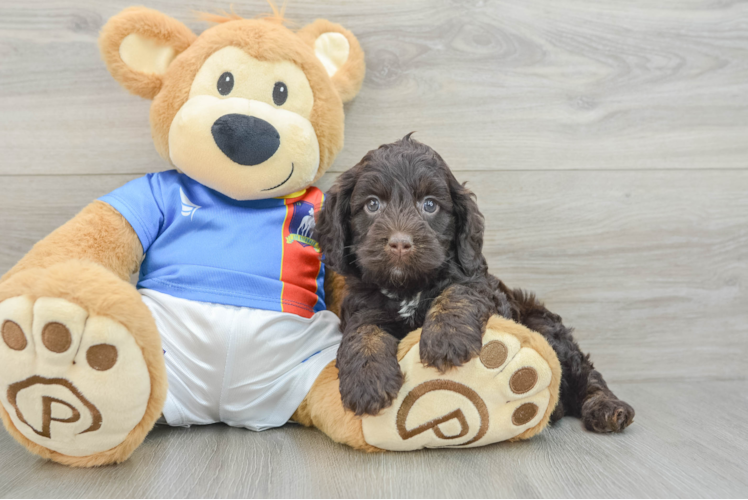 Cockapoo Pup Being Cute