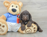5 week old Cockapoo Puppy For Sale - Seaside Pups
