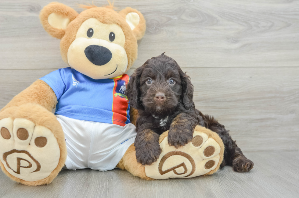 5 week old Cockapoo Puppy For Sale - Seaside Pups