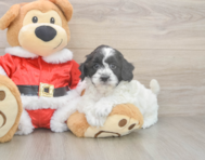 6 week old Cockapoo Puppy For Sale - Seaside Pups