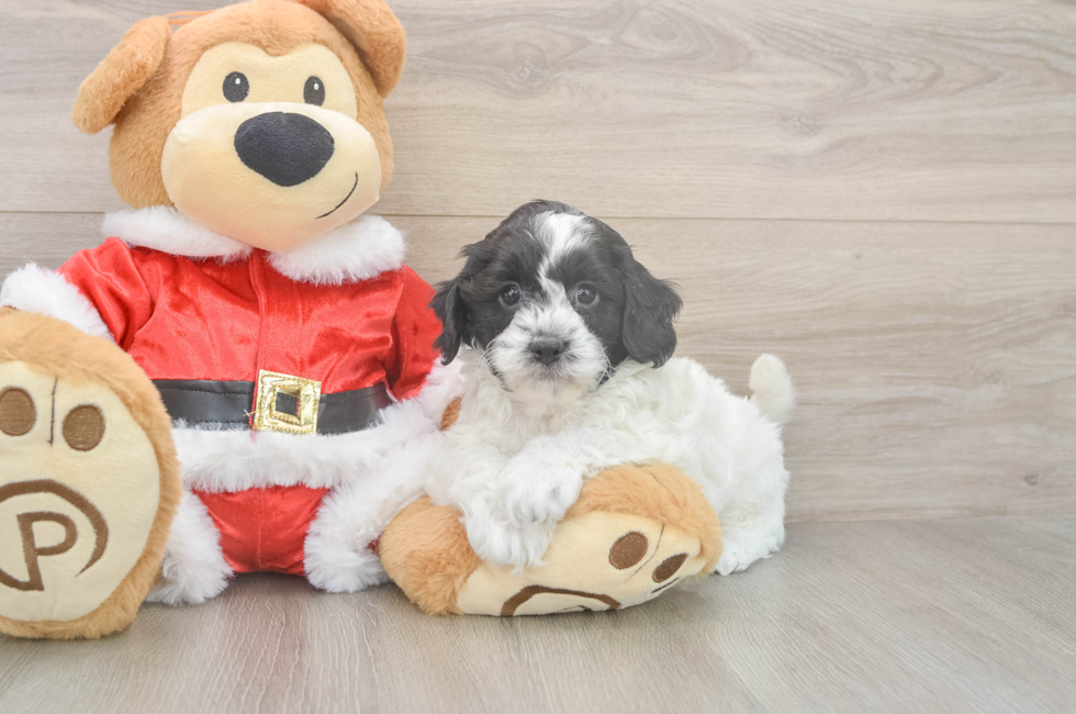 5 week old Cockapoo Puppy For Sale - Seaside Pups