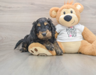 5 week old Cockapoo Puppy For Sale - Seaside Pups