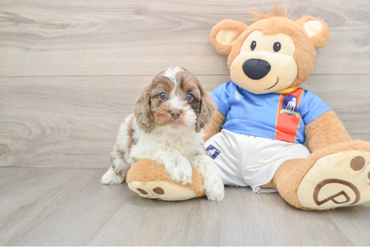 Adorable Cocker Doodle Poodle Mix Puppy