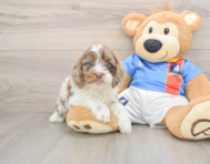 7 week old Cockapoo Puppy For Sale - Seaside Pups