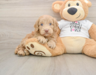 5 week old Cockapoo Puppy For Sale - Seaside Pups