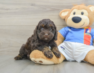 6 week old Cockapoo Puppy For Sale - Seaside Pups