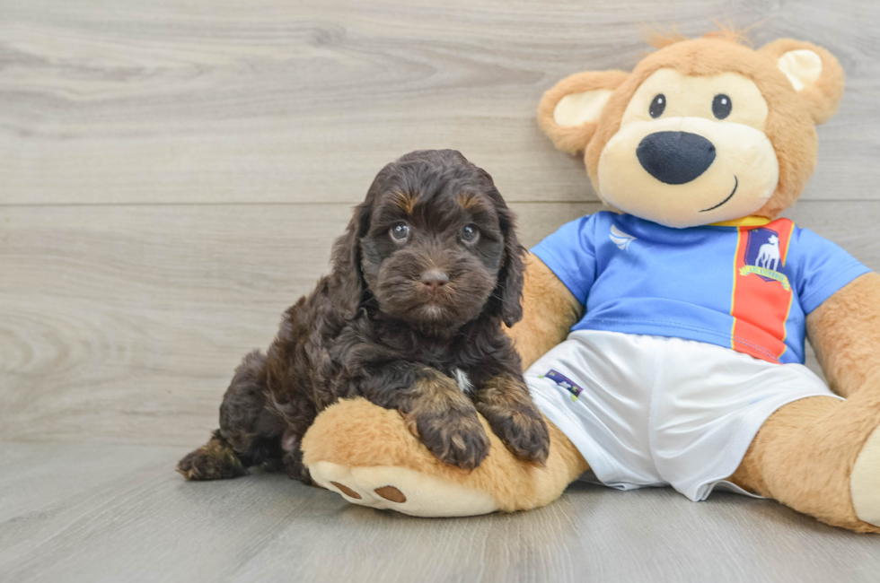 5 week old Cockapoo Puppy For Sale - Seaside Pups