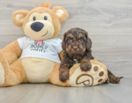 7 week old Cockapoo Puppy For Sale - Seaside Pups