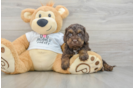 Small Cockapoo Baby