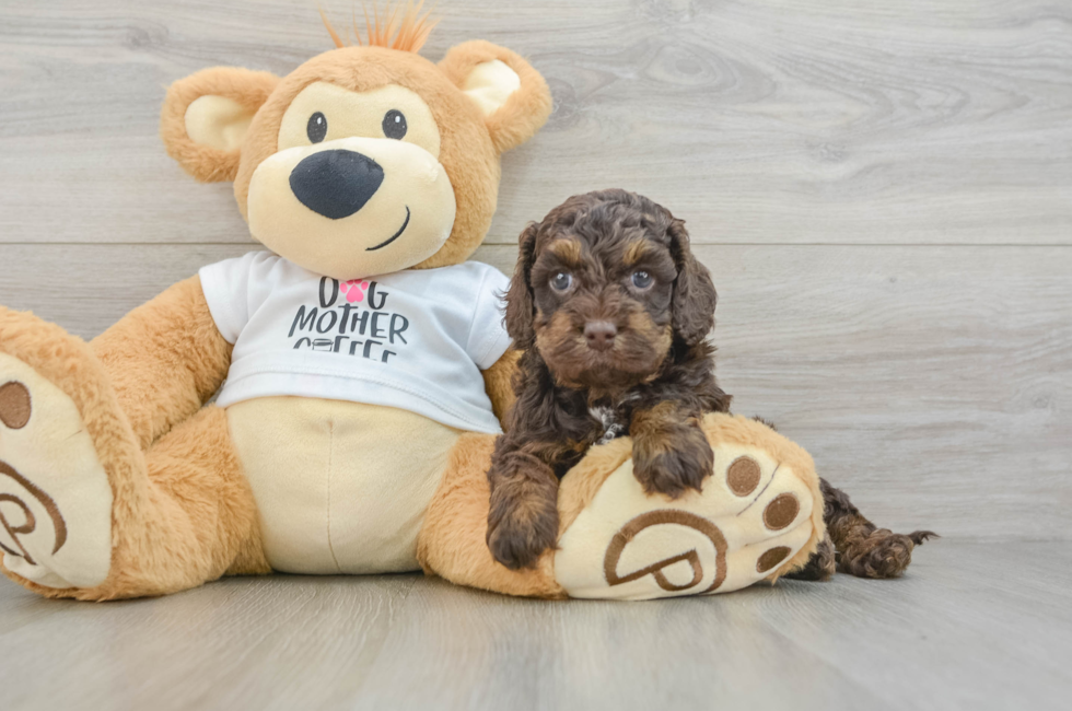 5 week old Cockapoo Puppy For Sale - Seaside Pups