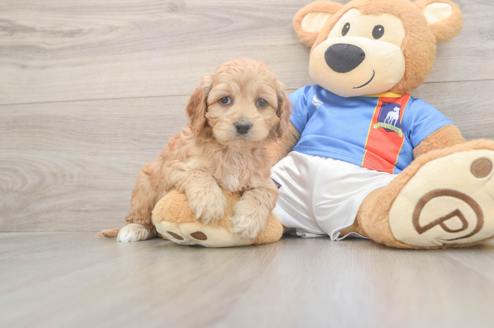 5 week old Cockapoo Puppy For Sale - Seaside Pups