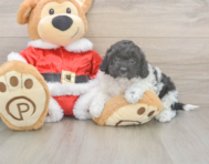 6 week old Cockapoo Puppy For Sale - Seaside Pups