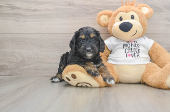Funny Cockapoo Poodle Mix Pup