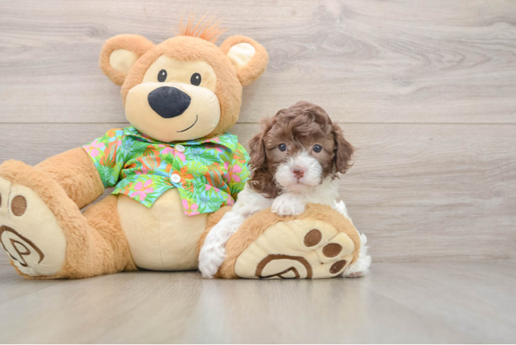 Funny Cockapoo Poodle Mix Pup
