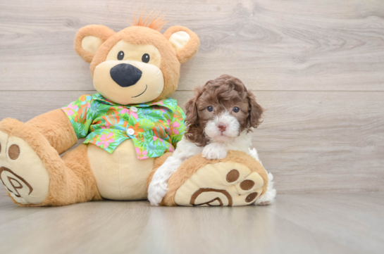 Funny Cockapoo Poodle Mix Pup