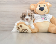7 week old Cockapoo Puppy For Sale - Seaside Pups