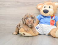 7 week old Cockapoo Puppy For Sale - Seaside Pups