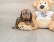 6 week old Cockapoo Puppy For Sale - Seaside Pups