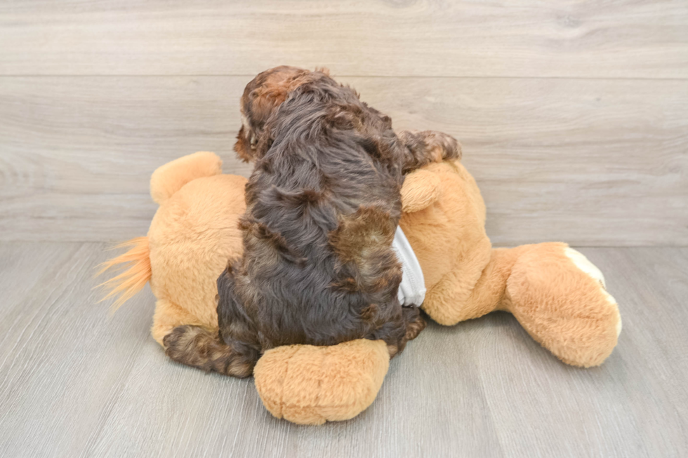 Cockapoo Pup Being Cute