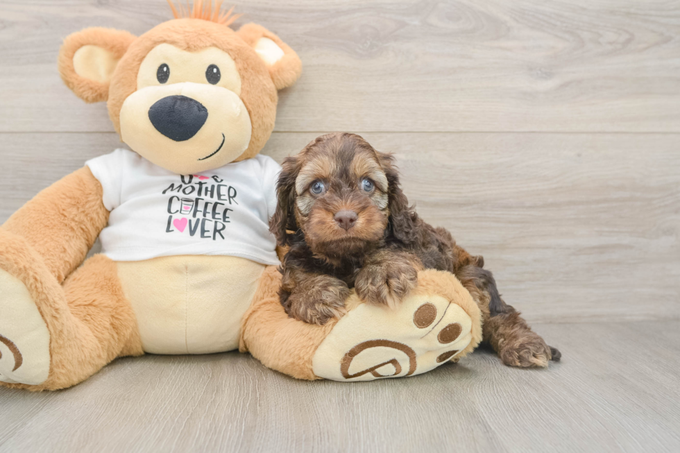 Best Cockapoo Baby