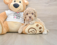5 week old Cockapoo Puppy For Sale - Seaside Pups