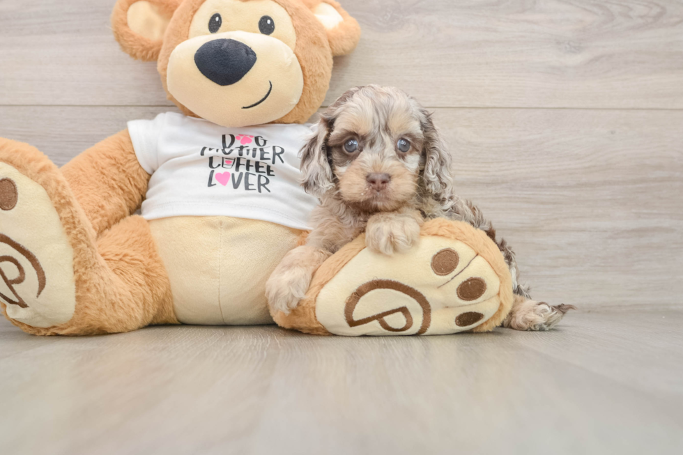 Cockapoo Puppy for Adoption
