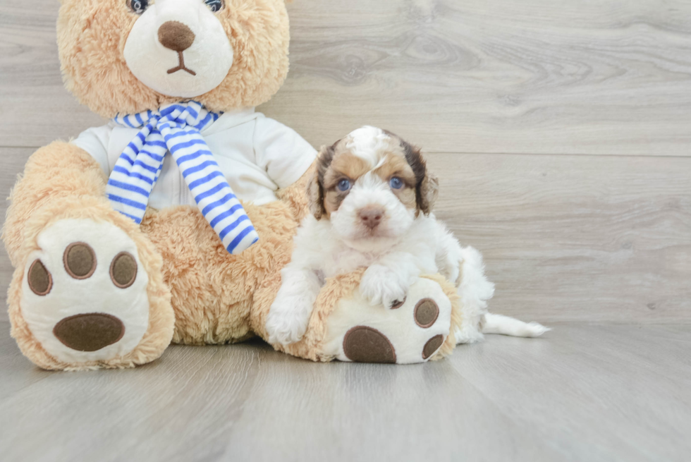 Friendly Cockapoo Baby