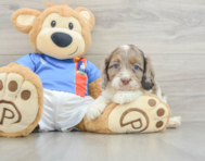 6 week old Cockapoo Puppy For Sale - Seaside Pups