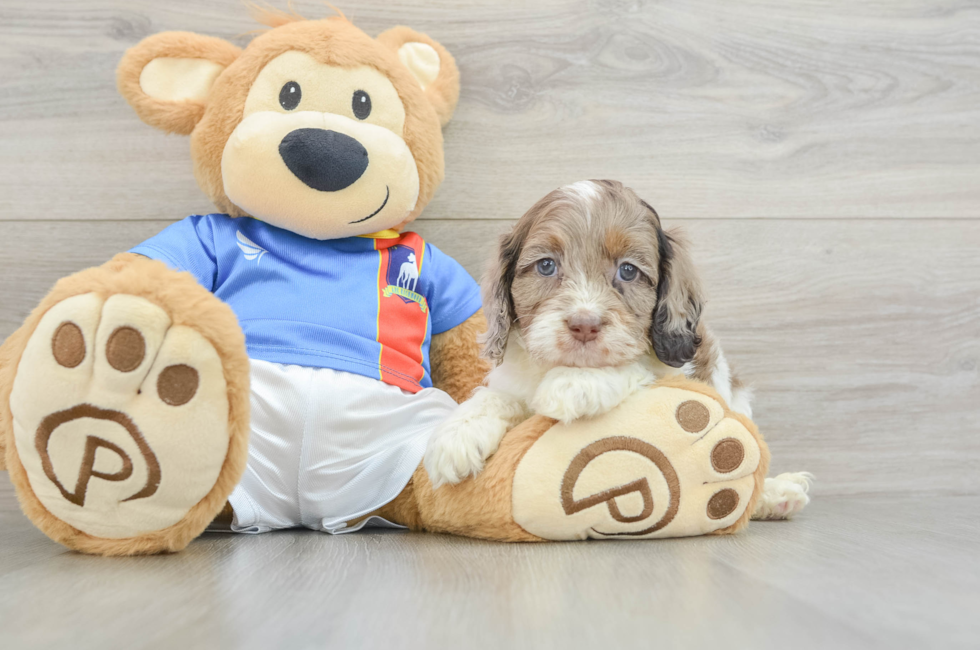 5 week old Cockapoo Puppy For Sale - Seaside Pups