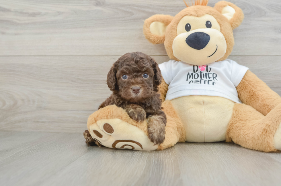 5 week old Cockapoo Puppy For Sale - Seaside Pups