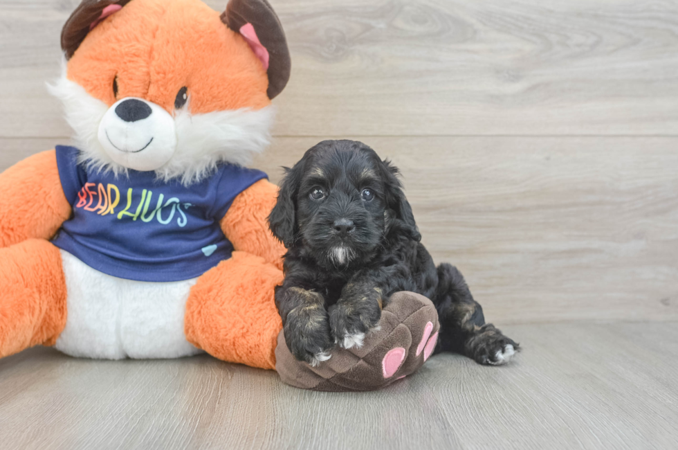 5 week old Cockapoo Puppy For Sale - Seaside Pups