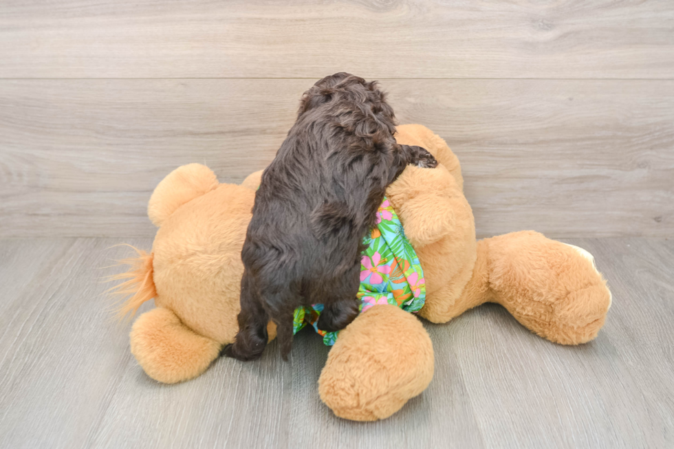 Cockapoo Puppy for Adoption