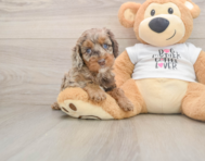 6 week old Cockapoo Puppy For Sale - Seaside Pups