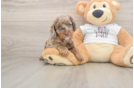 Happy Cockapoo Baby