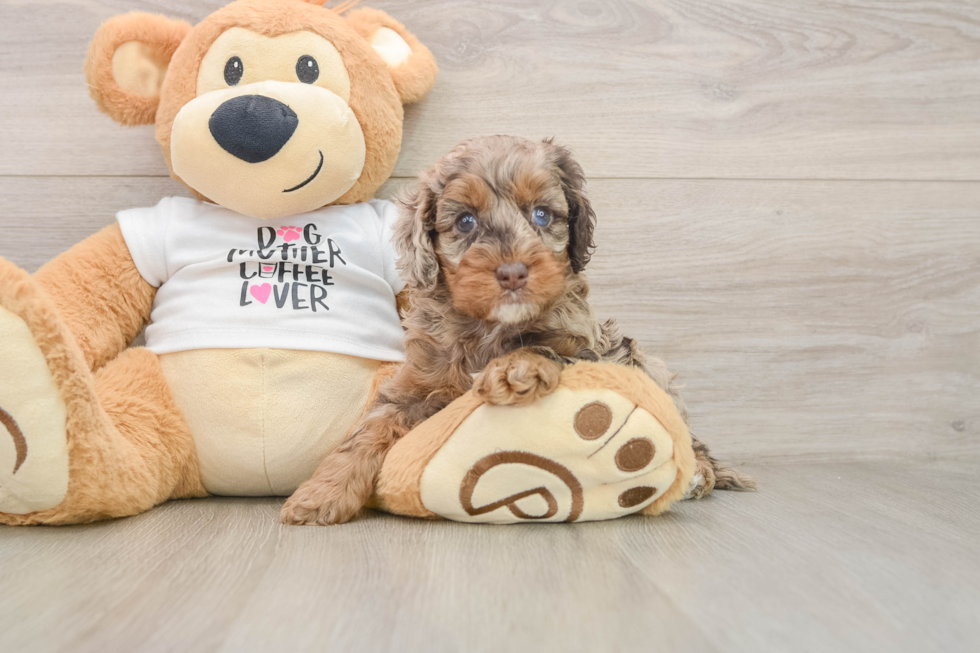 Cute Cockapoo Baby