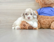 6 week old Cockapoo Puppy For Sale - Seaside Pups