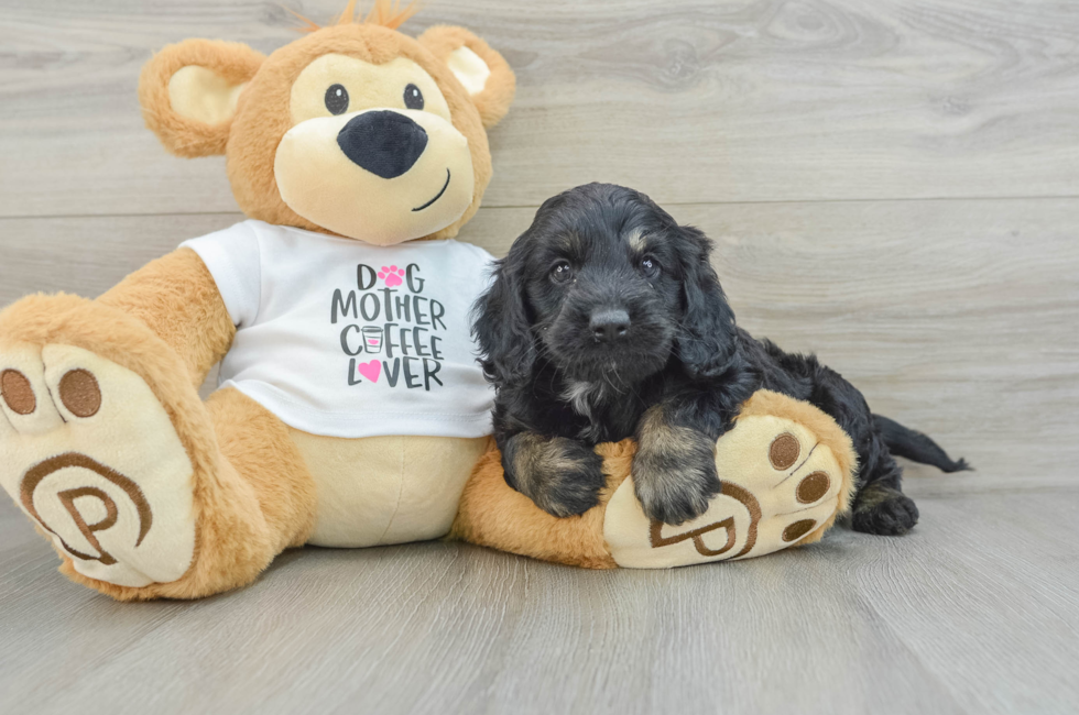 5 week old Cockapoo Puppy For Sale - Seaside Pups