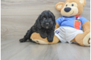 Fluffy Cockapoo Poodle Mix Pup