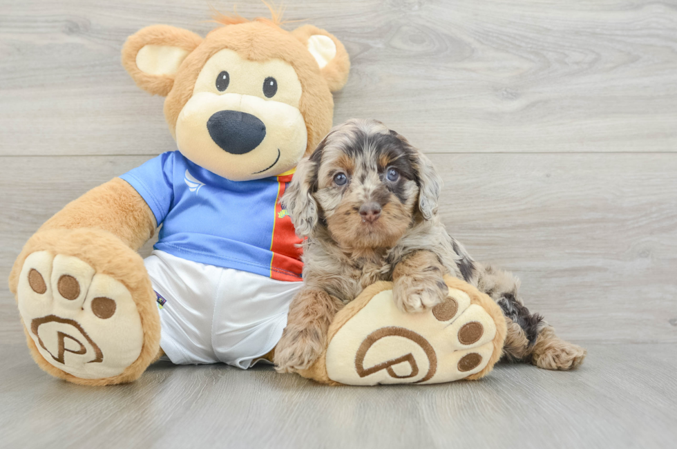 5 week old Cockapoo Puppy For Sale - Seaside Pups