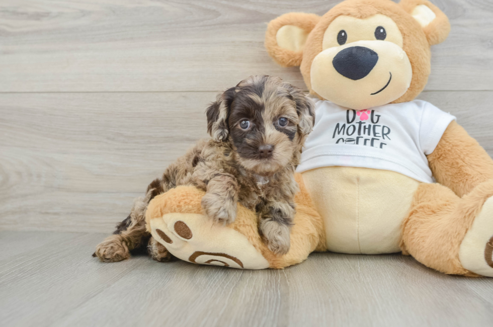 5 week old Cockapoo Puppy For Sale - Seaside Pups