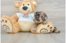 Adorable Cocker Doodle Poodle Mix Puppy