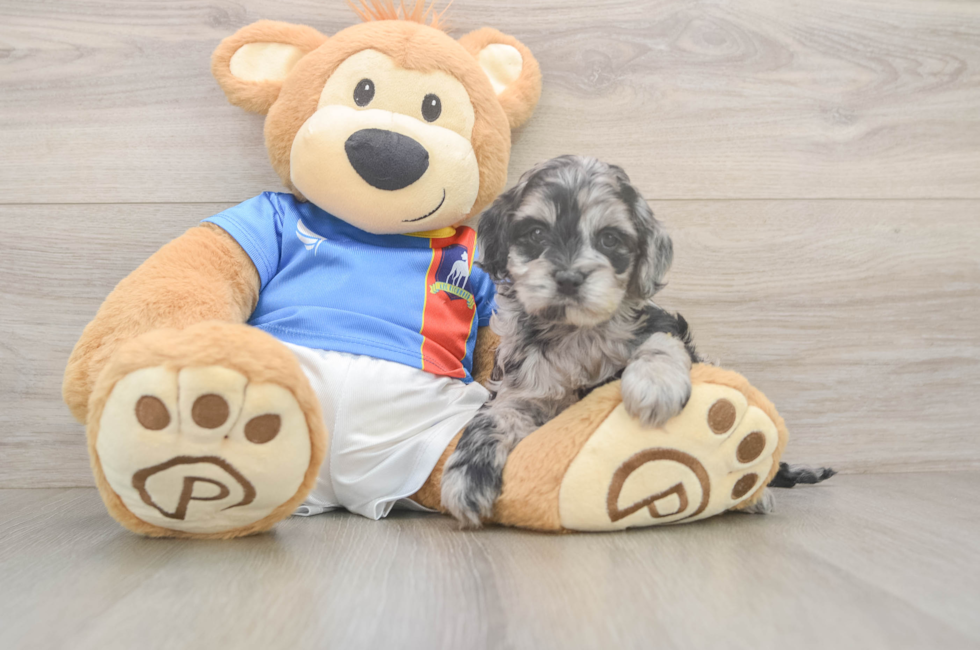 5 week old Cockapoo Puppy For Sale - Seaside Pups
