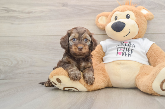 Best Cockapoo Baby