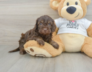 7 week old Cockapoo Puppy For Sale - Seaside Pups