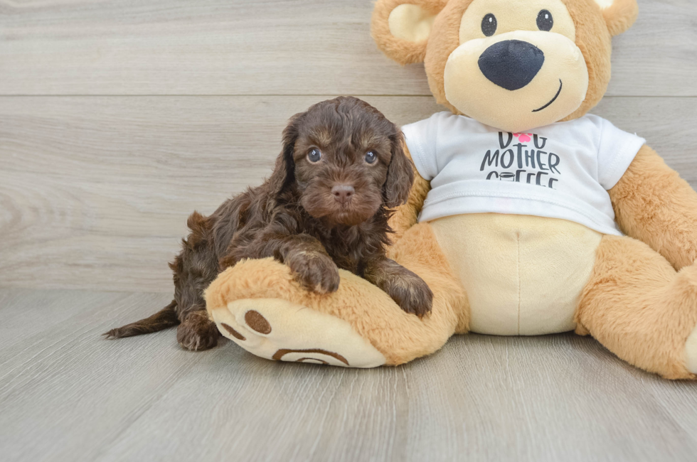 5 week old Cockapoo Puppy For Sale - Seaside Pups