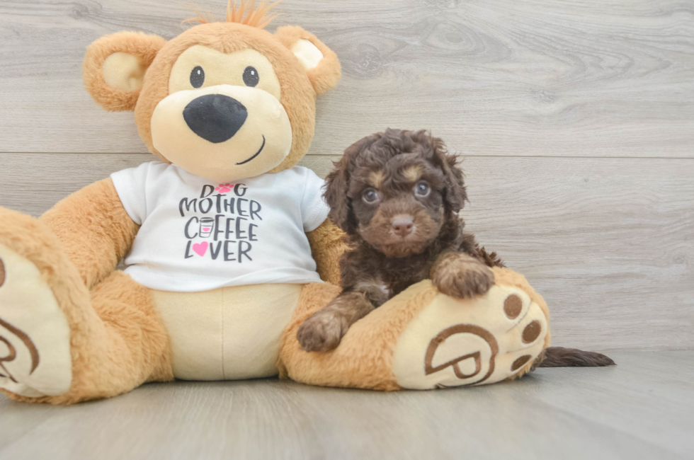 5 week old Cockapoo Puppy For Sale - Seaside Pups