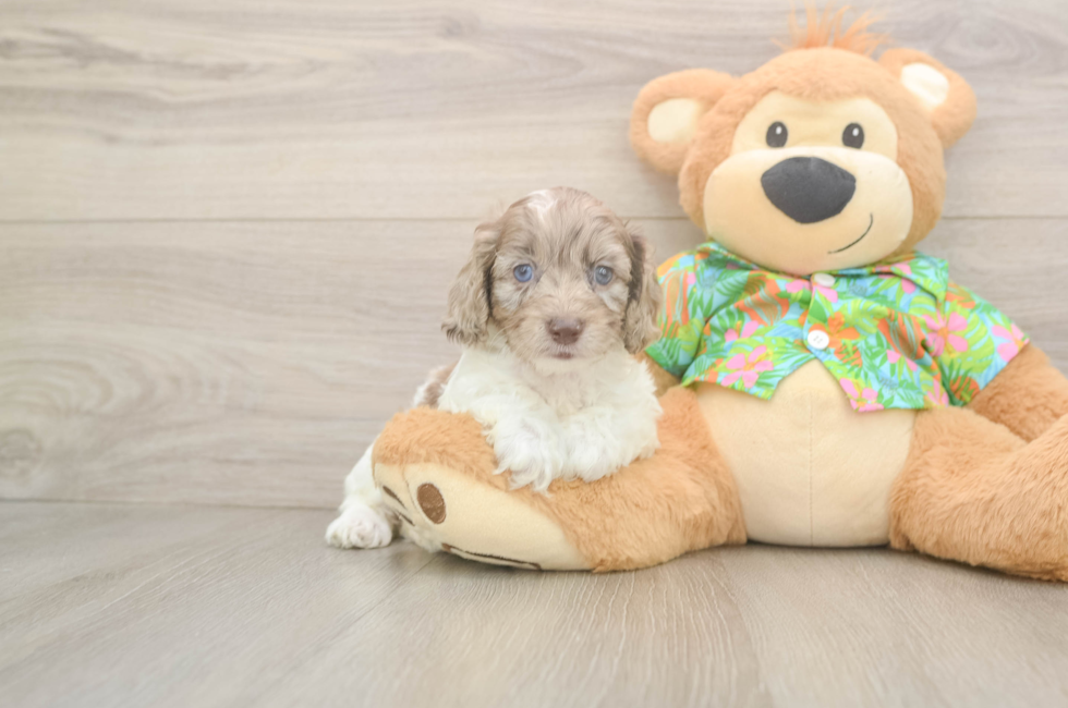 5 week old Cockapoo Puppy For Sale - Seaside Pups