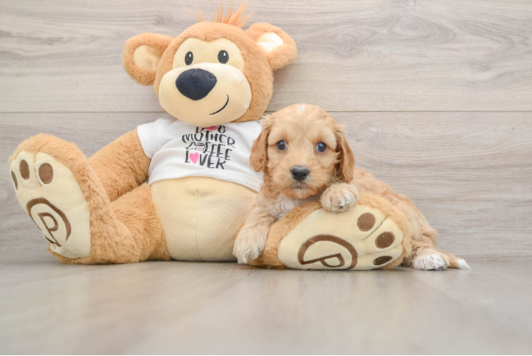 Cockapoo Pup Being Cute